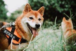 memecoind Dogecoin