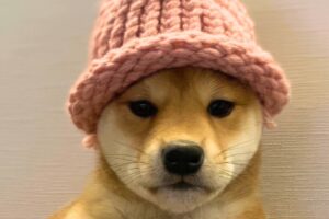 dogwifhat
