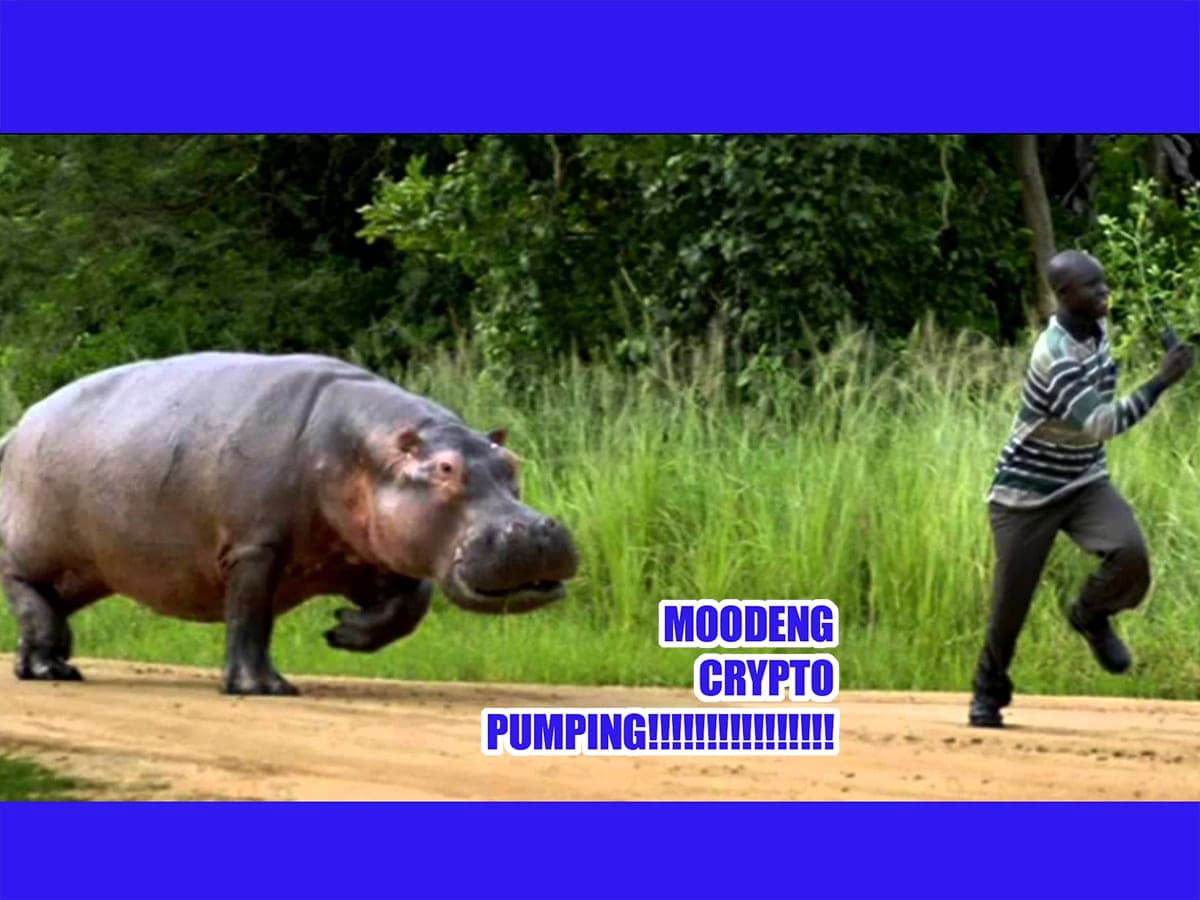 Moodeng sube un 50%: ¿Se avecina algo grande?