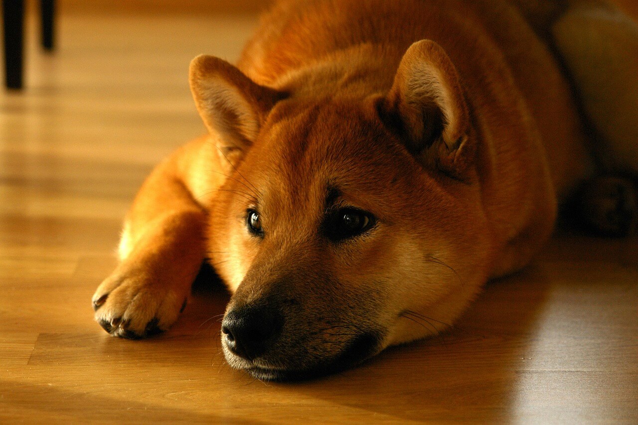 Dogecoin koers onder druk – houdt $0,20 stand of volgt een verdere daling?