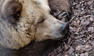 beer bear marktet
