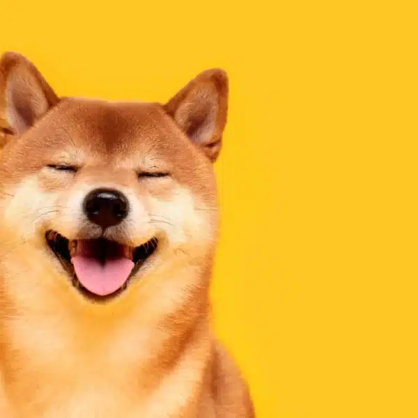 Meme coin mania 2026 komt dichterbij – crypto expert voorspelt giga DOGE pump
