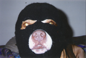 SKI Mask Dog