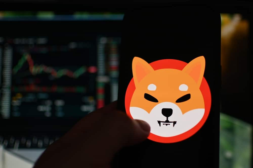 Shiba inu nereden alınır rehber