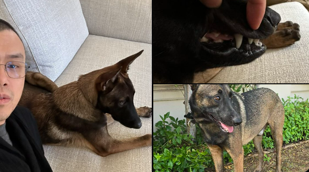 CZ, Broccoli Adlı Köpeğini Tanıttı – Yeni Meme Coin Çılgın Yükseliş Gösterdi