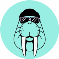 Walrus coin nereden alınır