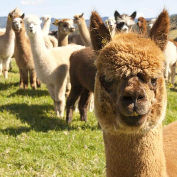 Is alpaca the “mascot” of Bitcoin?