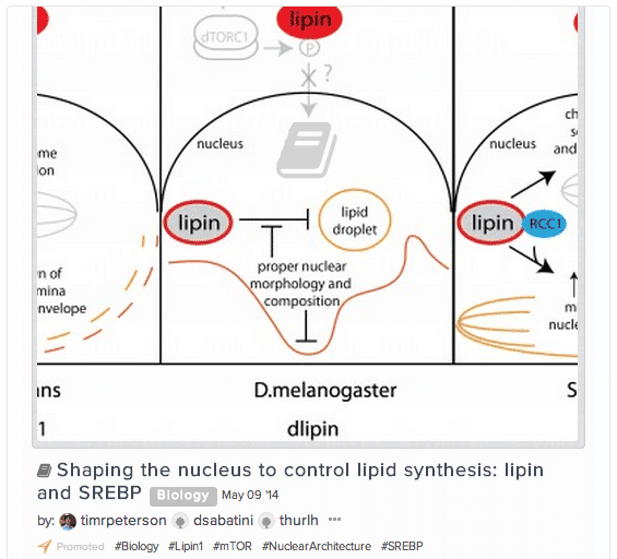 Shaping the nucleus to control lipid synthesis: lipin and SREBP