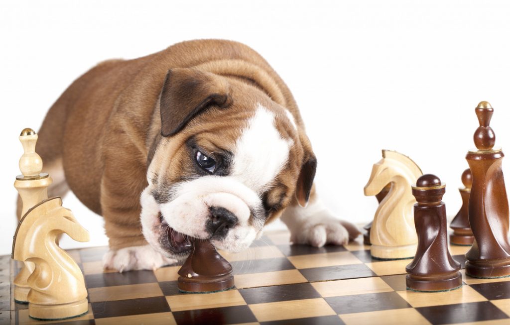 Dog is a great chess player