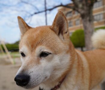 Shibarium Hard Fork Successful: Why Are SHIB Prices Down -50%