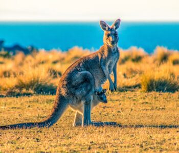 Australian Securities Exchange Approves Its First-Ever Spot Bitcoin ETF. What Does It Mean For Australian Crypto Investors?