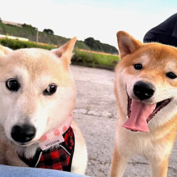 FUKU Launches: Atsuko Sato Walks Neiro Finds New Friend