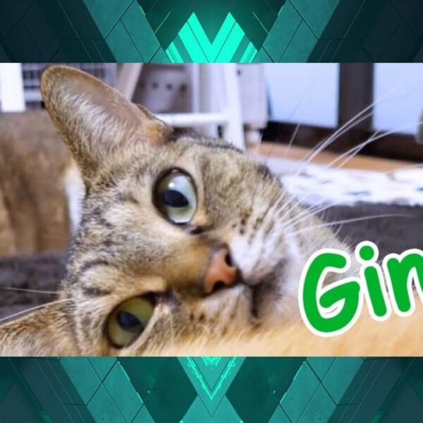 Ginnan Looks Ready To Pump As Bybit Teases Neiro Listing