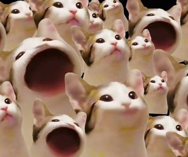 Popcat Soars To New All Time High – New Meme Coin Push Coming