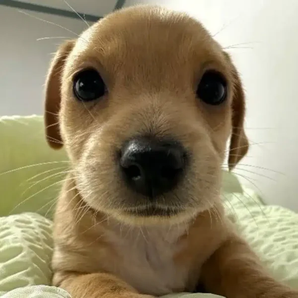 Is Billy, The Cutest Dog In Crypto, Making A Binance Fuelled Come Back?