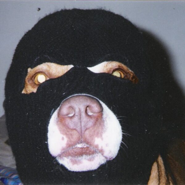 SKI Mask Dog Hits $365 Million ATH: Is Coinbase Listing Next?