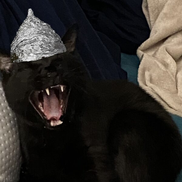 Are Cat Coins Back? MEOW Crypto Pumps +15% And New Wall Street Meme Coin Erupts