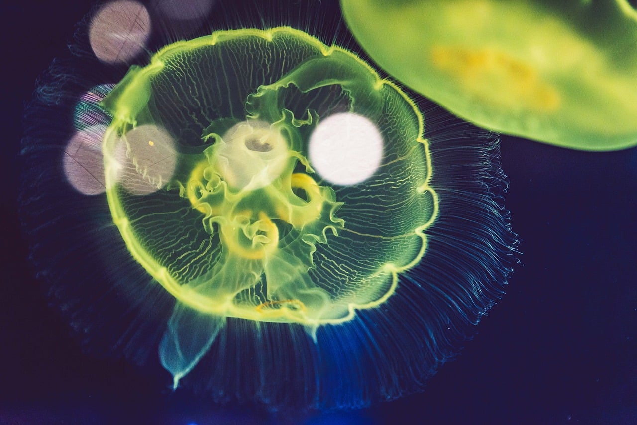 What Is The JELLY Crypto Drama? Are Binance Trying To Sabotage Hyperliquid?