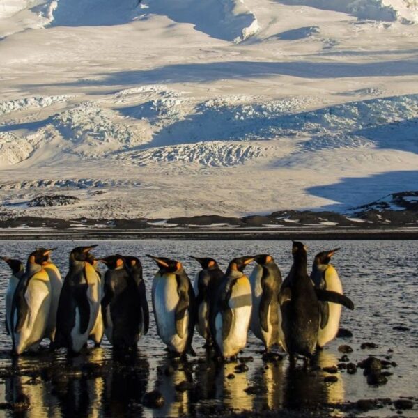 Penguin Island Tariff: Has Trump’s Trade War Gone Too Far?