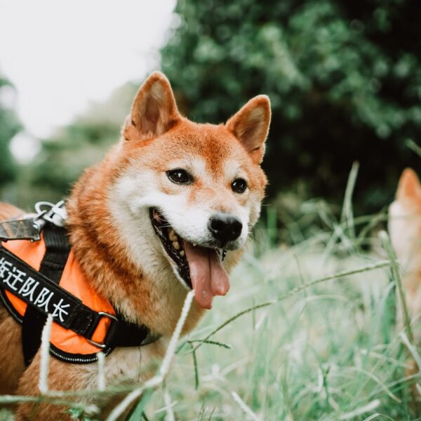 Dogecoin Could Be About To Get An ETF As Animal-Themed Tokens Are Heating Up: Is BTC Bull The Best Play?