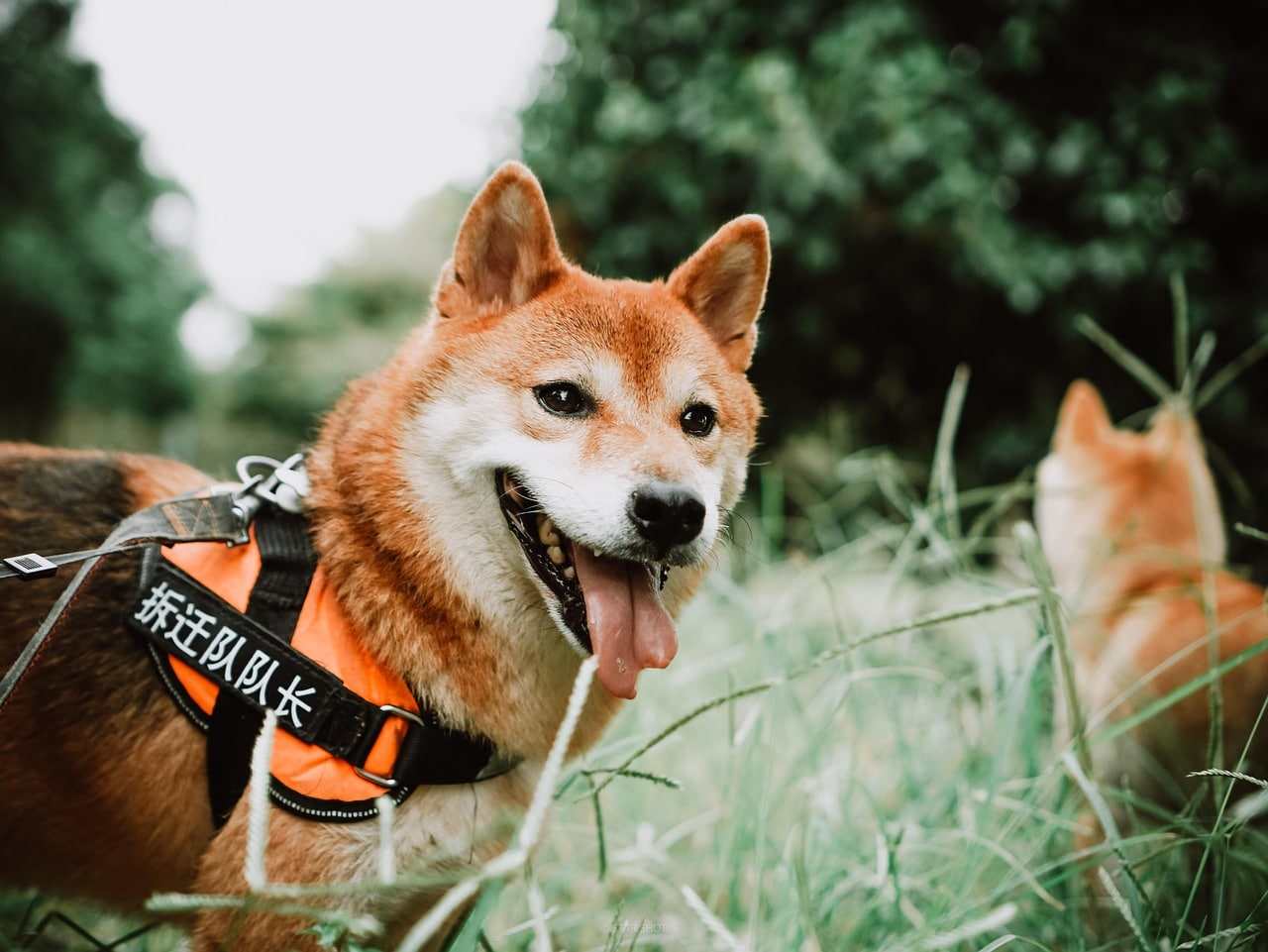Dogecoin About To Get An ETF As Animal-Themed Tokens Heat Up