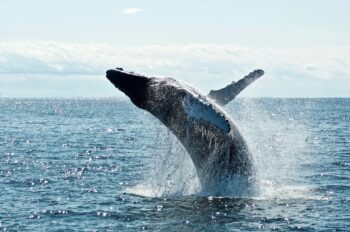 ETH Whale Misses Out on $27.6M Peak Gain After Selling 10,000 ETH Held for 900 Days