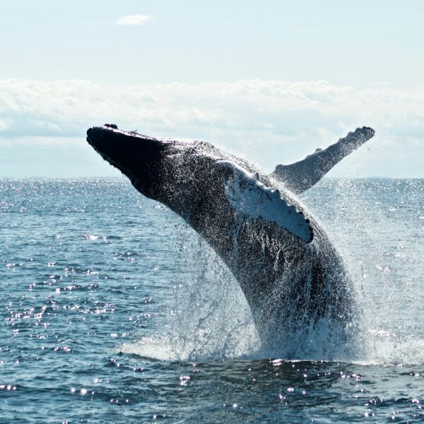ETH Whale Misses Out On $27.6M Peak Gain After Selling 10,000 ETH Held For 900 Days