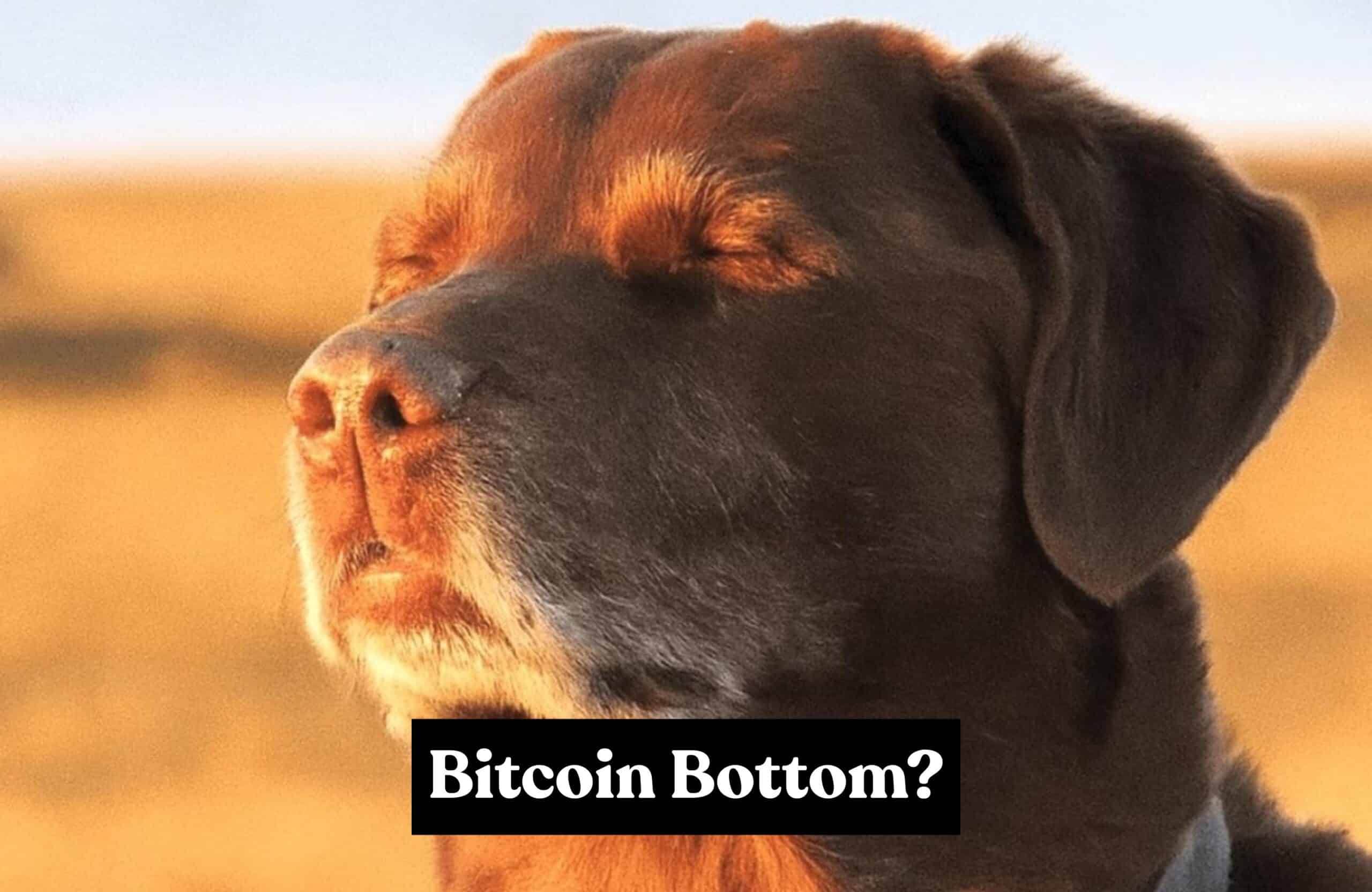 Bitcoin Price Flashes Bottom Signal as Holders Predict New ATH